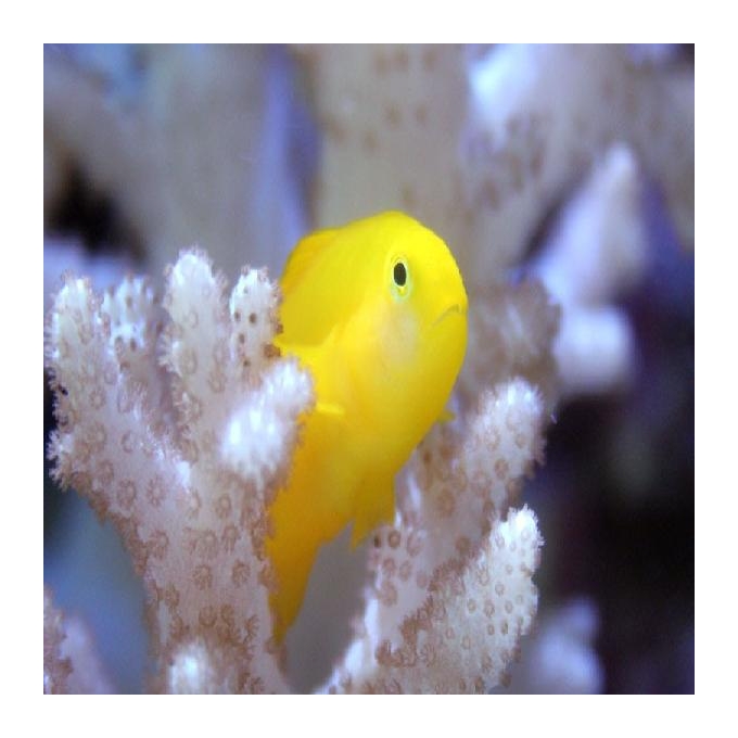 Goby coralgoby yellow