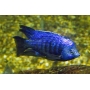 CICL HAPLOCHROMIS AZUREUS