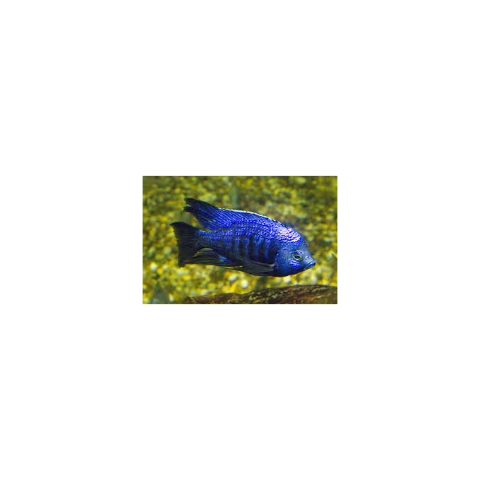 CICL HAPLOCHROMIS AZUREUS