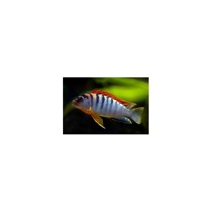 CICL LABIDOCHROMIS SWEDEN MACHO