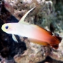 Goby Fire Fish gr