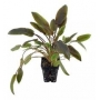 planta n cryptocoryne wendtii brown tk