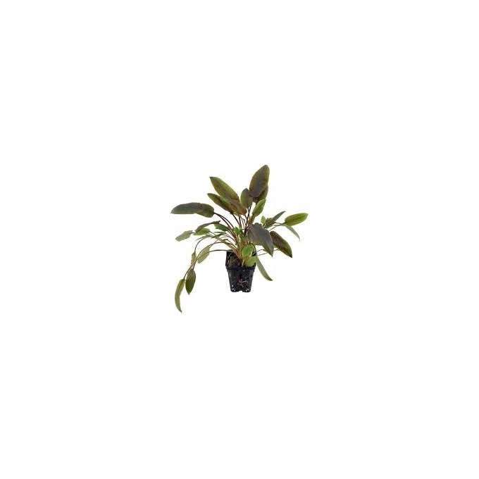 planta n cryptocoryne wendtii brown tk