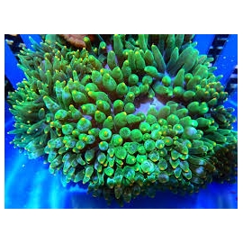 anemona bubble green orange tip gr