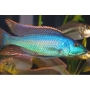 cicl champsochromis spilorhynchus