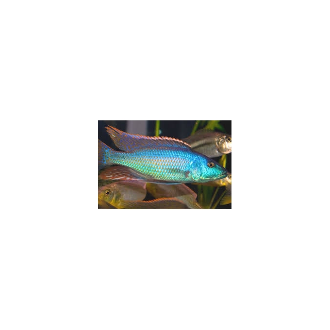 cicl champsochromis spilorhynchus