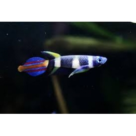 killifish annulatus clown
