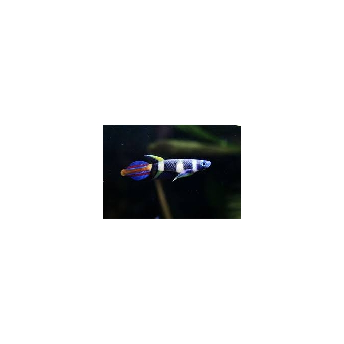 killifish annulatus clown