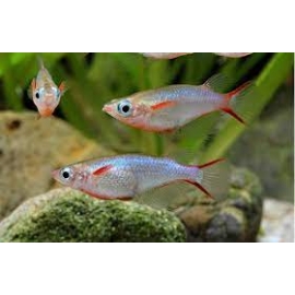 oryzias woworae