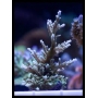 coral acropora australian delicate md