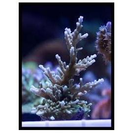 coral acropora australian delicate md