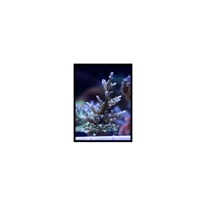 coral acropora australian delicate md