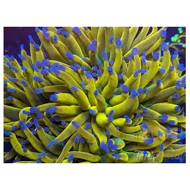 coral torch rapunzel pq