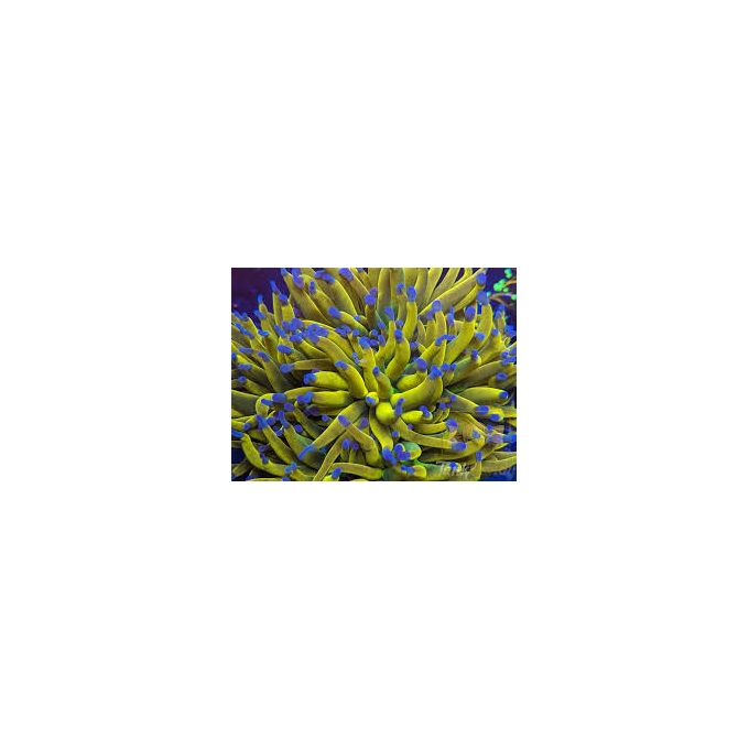 coral torch rapunzel pq