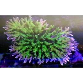 Coral Acropora paletta pink colonia