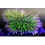 coral acropora paletta pink peq