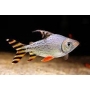 jaraqui yellow tail 20-22cm