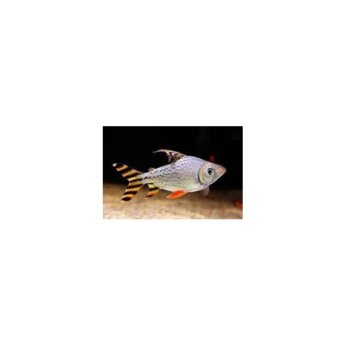 jaraqui yellow tail 20-22cm