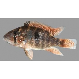 GEOPHAGUS DIAMANTINENSIS