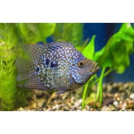 cichlasoma texas blue balao pq
