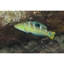 wrasse halichoeres radiatus