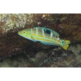 wrasse halichoeres radiatus