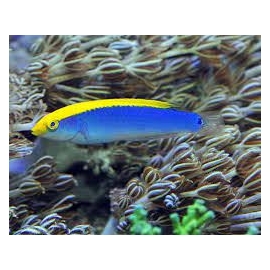 wrasse halichoeres cyanocephalus