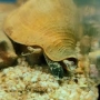 snail orange md
