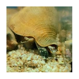 snail orange md