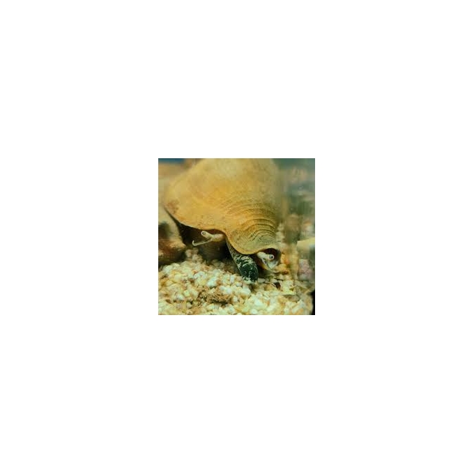 snail orange md