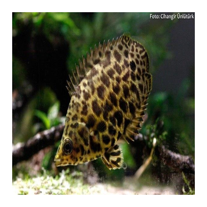 Gourami Leopardo pq