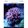 Coral Cyphastrea decadia super red md