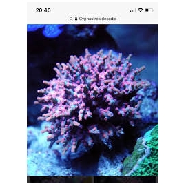 Coral Cyphastrea decadia super red md