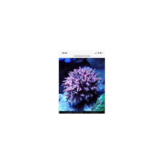 Coral Cyphastrea decadia super red md