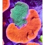 CORAL MONTIPORA CAPRICORNIO RED GREEN MD