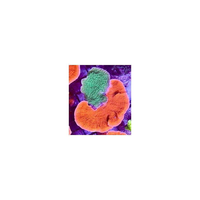 CORAL MONTIPORA CAPRICORNIO RED GREEN MD