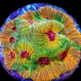 CORAL FAVIA FACINATION PQ