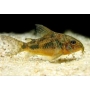 CORYDORA PALEATUS