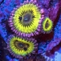 coral zoanthus chiquita colonia