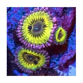 coral zoanthus chiquita colonia