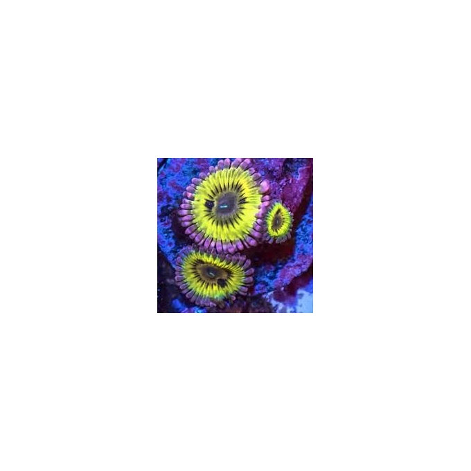 coral zoanthus chiquita colonia