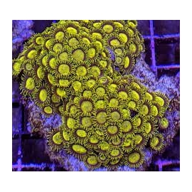 coral zoanthus midas colonia