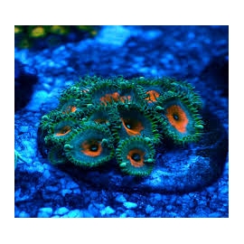 coral zoanthus captain america colonia