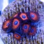 CORAL ZOANTHUS RED HORNET PQ