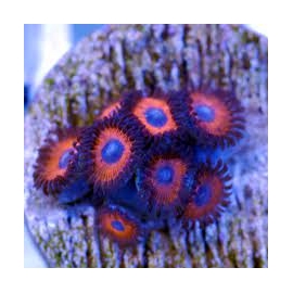 CORAL ZOANTHUS RED HORNET PQ