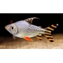 JARAQUI YELLOW TAIL MD