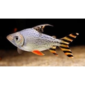 JARAQUI YELLOW TAIL MD