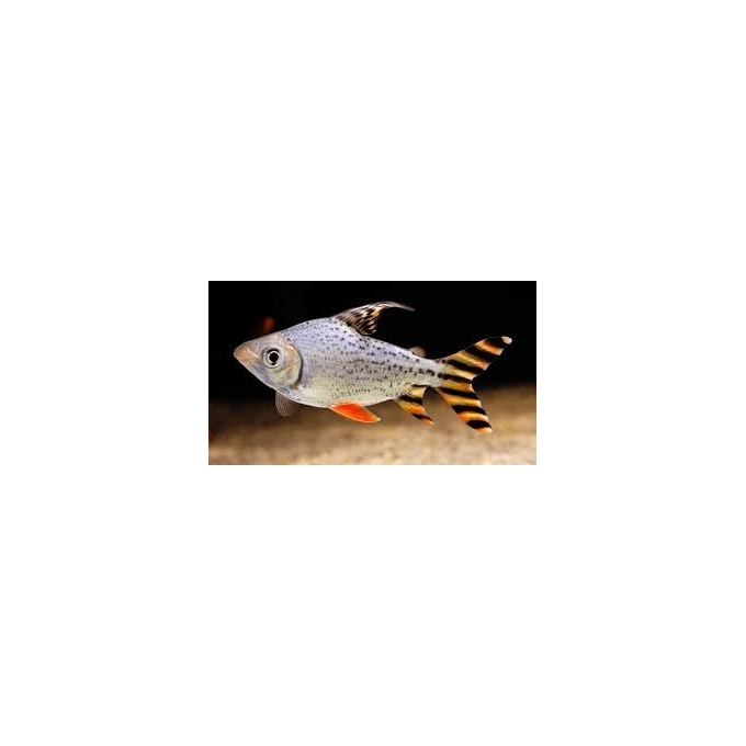 JARAQUI YELLOW TAIL MD
