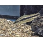 LEPORINUS TAENIATUS PQ