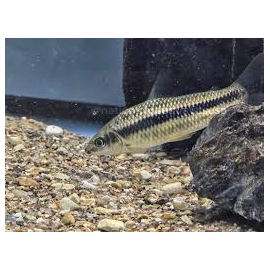 LEPORINUS TAENIATUS PQ
